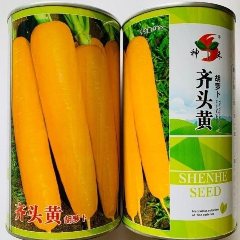 黄色胡萝卜正黄齐精选齐头黄胡萝卜种子米黄色大田专用胡萝卜