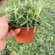 地被石竹，常夏石竹