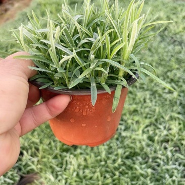 地被石竹，常夏石竹