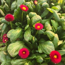 雏菊