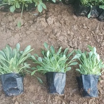 金鸡菊