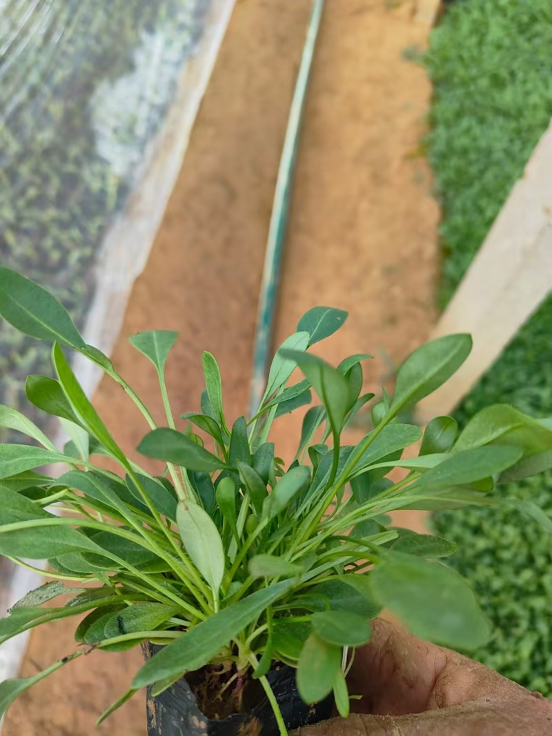 金鸡菊