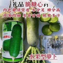 礼品脆糖心萝卜种子糖分高水分足基地专用秋季青萝卜种子
