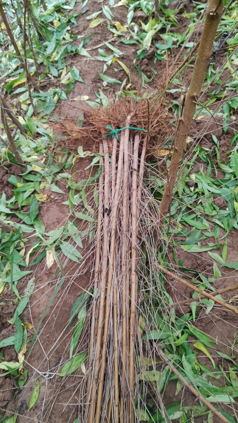 毛桃苗桃树实生苗直供1-3公分毛桃树苗，定向预订