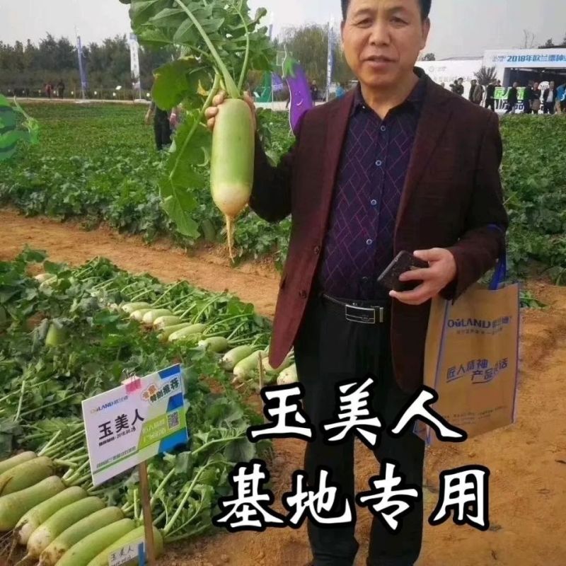 欧兰德玉美人萝卜种子青皮绿肉萝卜种籽脆甜青萝卜种子秋萝卜