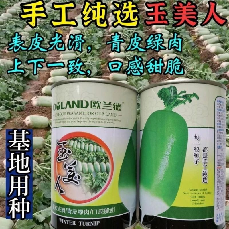 欧兰德玉美人萝卜种子青皮绿肉萝卜种籽脆甜青萝卜种子秋萝卜