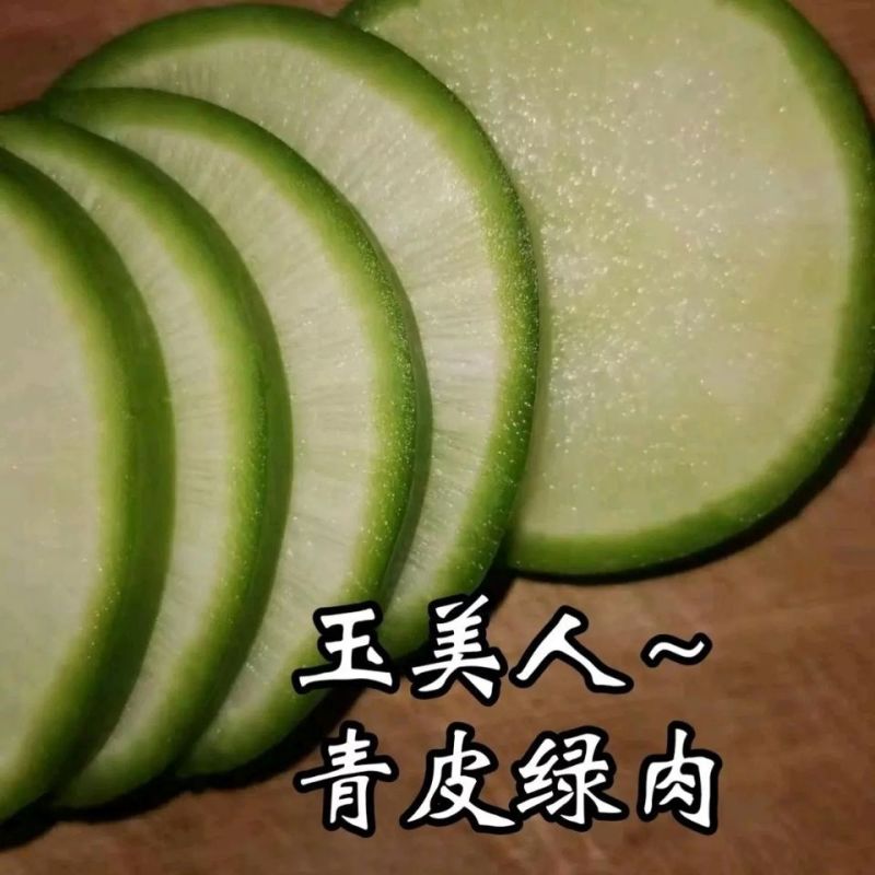 欧兰德玉美人萝卜种子青皮绿肉萝卜种籽脆甜青萝卜种子秋萝卜