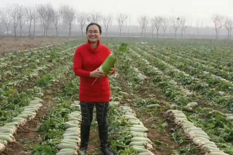 欧兰德玉美人萝卜种子青皮绿肉萝卜种籽脆甜青萝卜种子秋萝卜