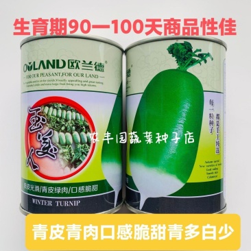 欧兰德玉美人萝卜种子青皮绿肉萝卜种籽脆甜青萝卜种子秋萝卜