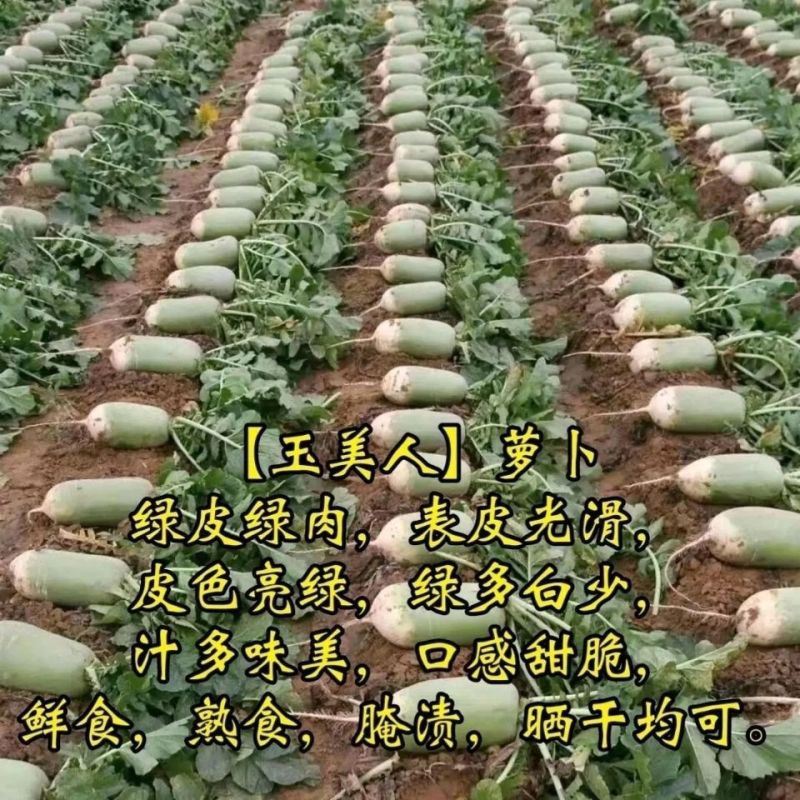 欧兰德玉美人萝卜种子青皮绿肉萝卜种籽脆甜青萝卜种子秋萝卜