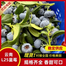 云南抚仙湖高原蓝莓大量上市一件代发品种l25承接电商直播团购