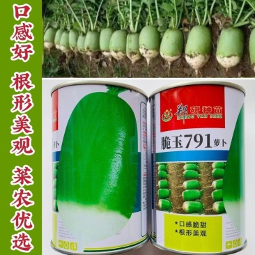 郑研种苗脆玉791萝卜种子罐萝卜种籽秋季蔬菜口感脆甜青萝