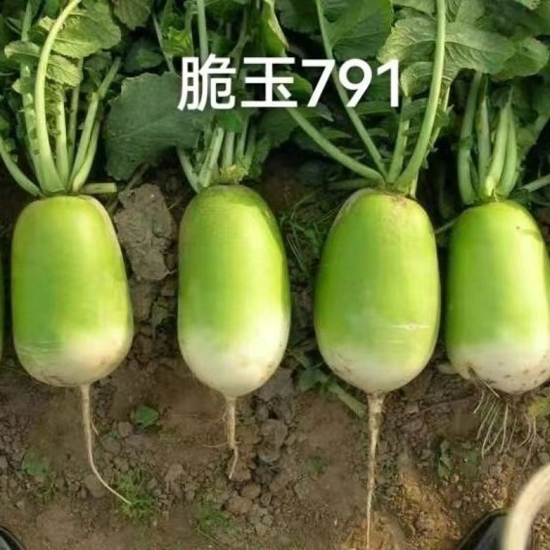 郑研种苗脆玉791萝卜种子罐萝卜种籽秋季蔬菜口感脆甜青萝