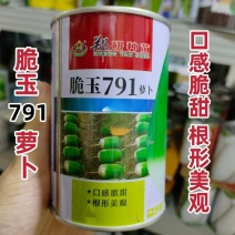 郑研种苗脆玉791萝卜种子罐萝卜种籽秋季蔬菜口感脆甜青萝