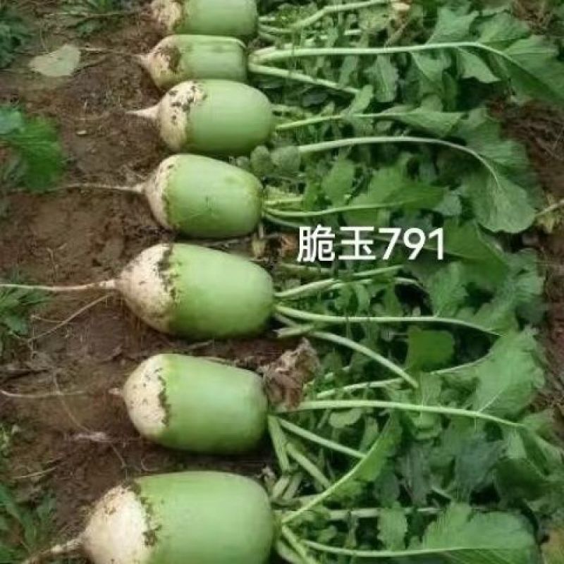 郑研种苗脆玉791萝卜种子罐萝卜种籽秋季蔬菜口感脆甜青萝