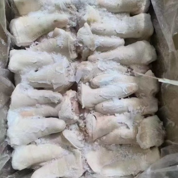 肥猪短尾