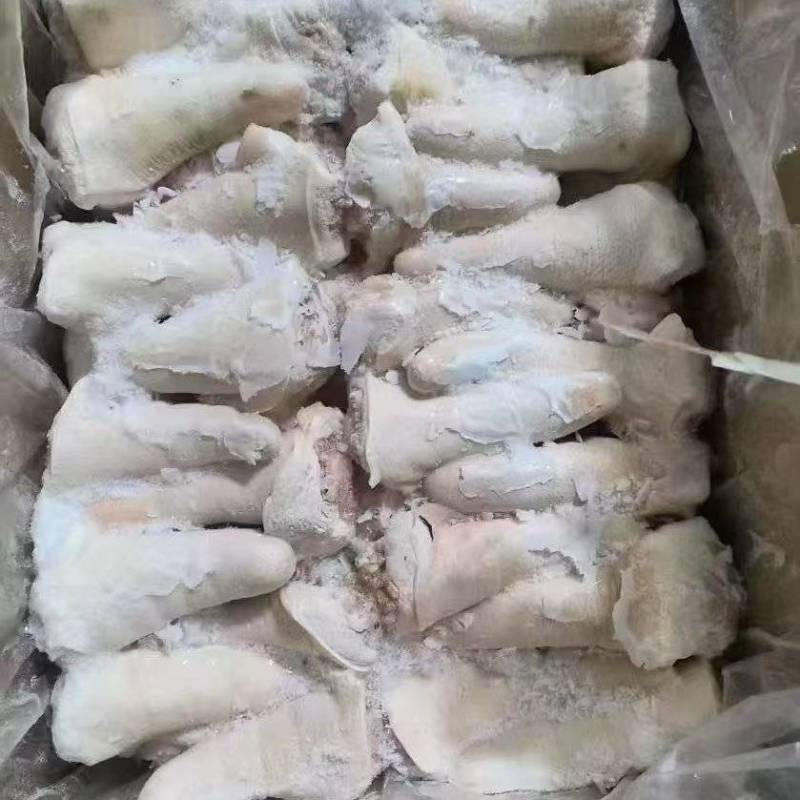 肥猪短尾