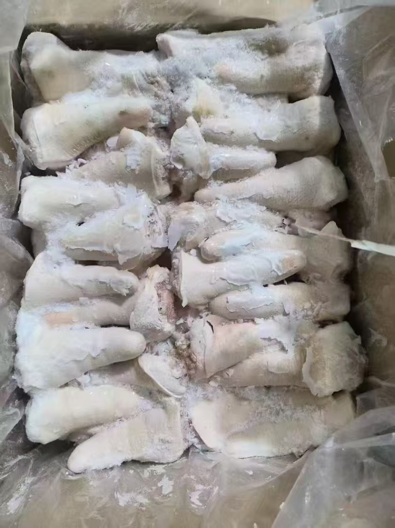 肥猪短尾