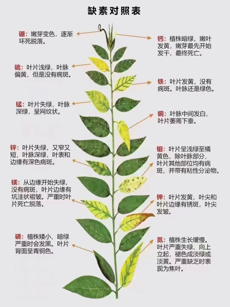 中量元素水溶肥钙镁硼铁锌预防缺素保花保果