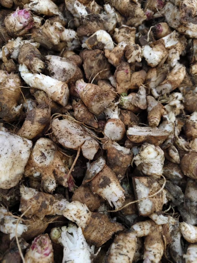 玄参芽子大量批发。芽子好得很,全国发货