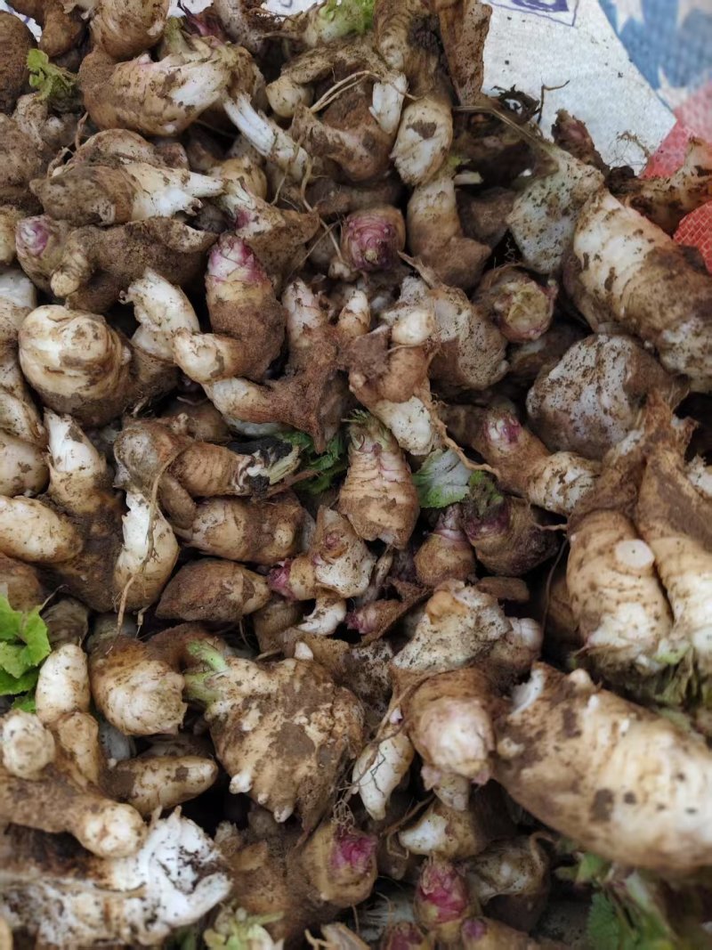 玄参芽子大量批发。芽子好得很,全国发货