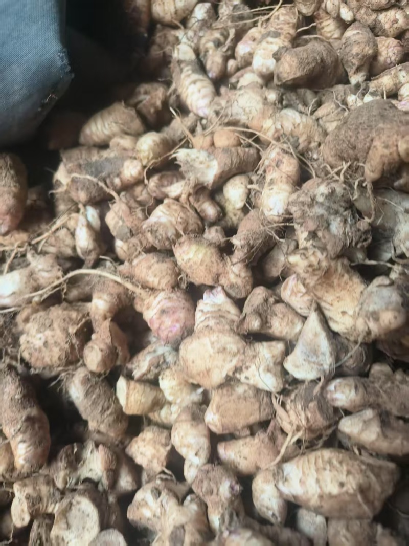 玄参芽子大量批发。芽子好得很,全国发货
