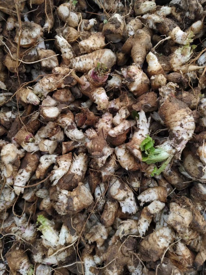 玄参芽子大量批发。芽子好得很,全国发货