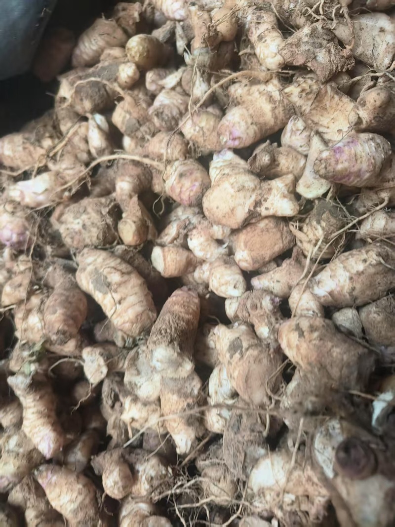 玄参芽子大量批发。芽子好得很,全国发货