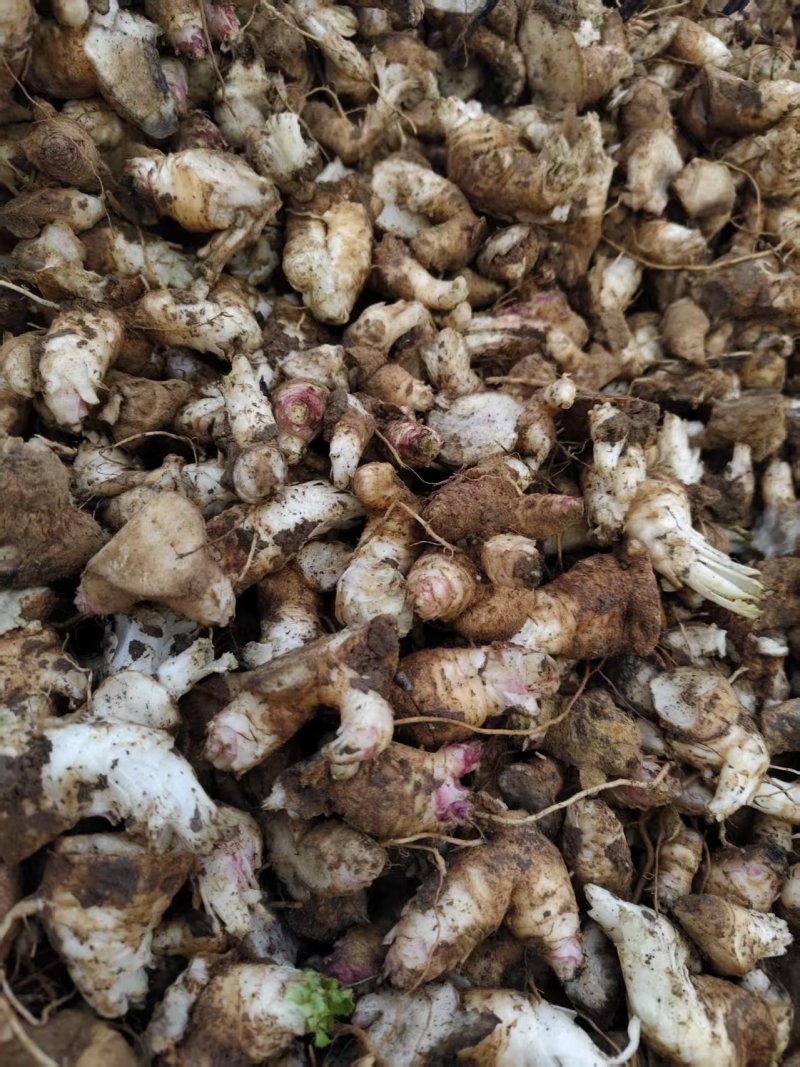 玄参芽子大量批发。芽子好得很,全国发货