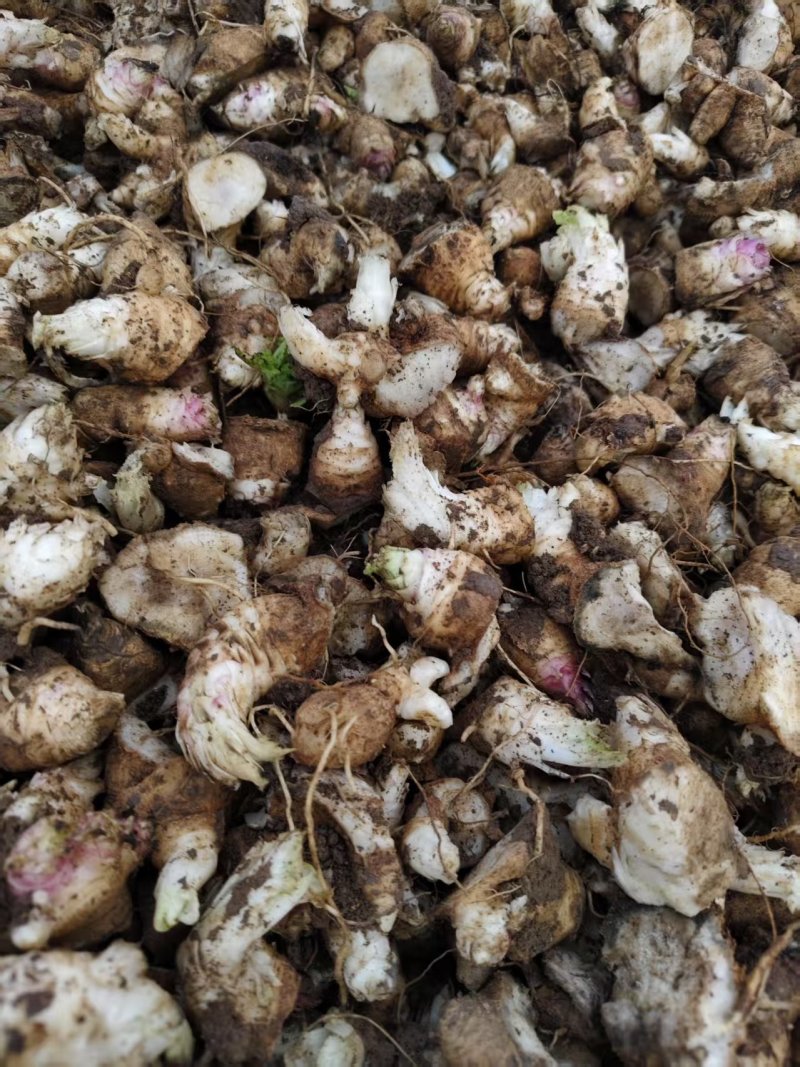 玄参芽子大量批发。芽子好得很,全国发货