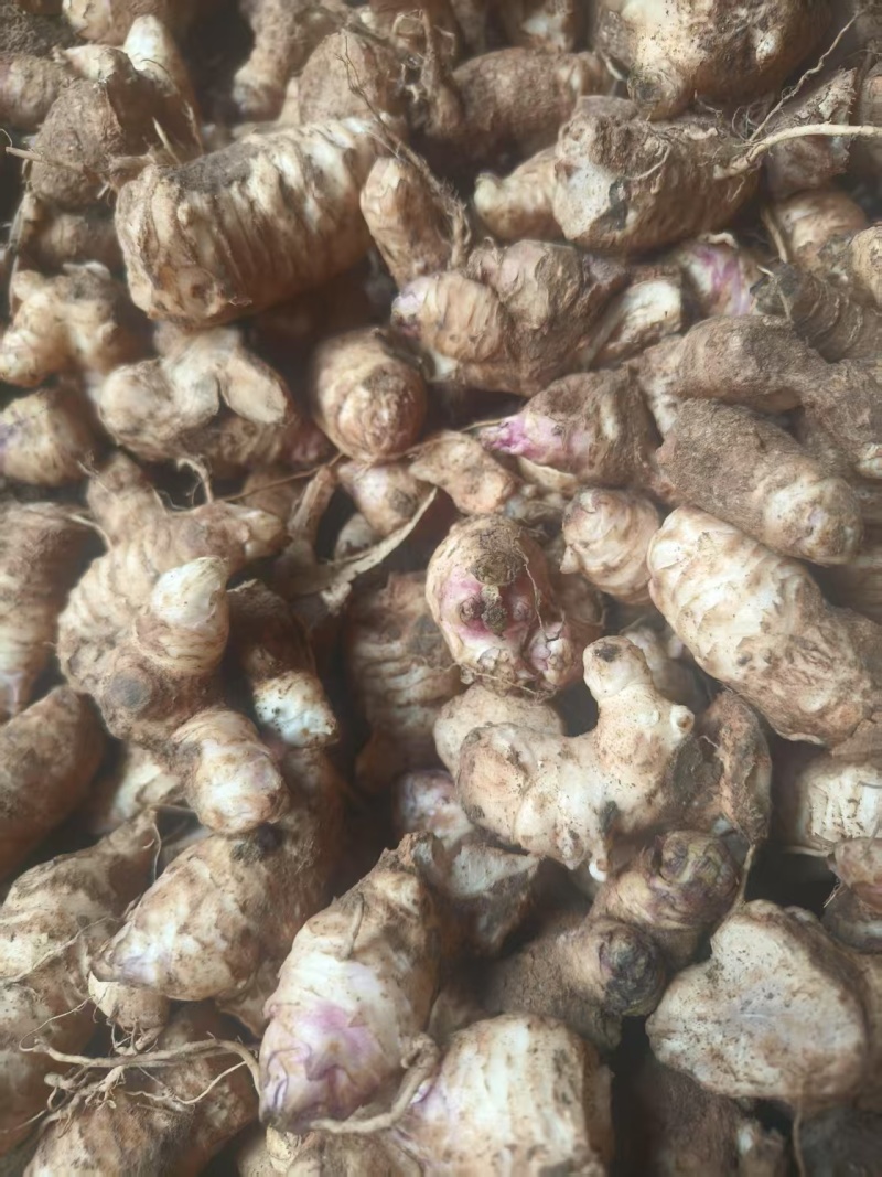玄参芽子大量批发。芽子好得很,全国发货