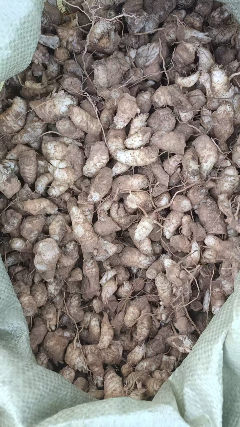 玄参芽子大量批发。芽子好得很,全国发货
