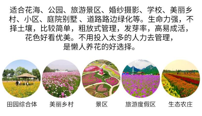 四季野花组合花种子四季播种室外花种籽阳台庭院花海庭院