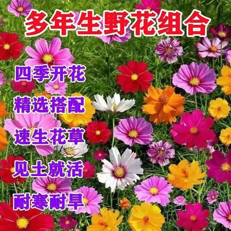 四季野花组合花种子四季播种室外花种籽阳台庭院花海庭院