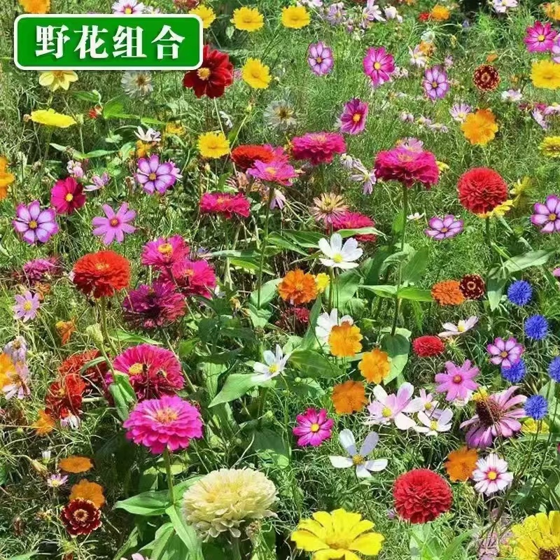 四季野花组合花种子四季播种室外花种籽阳台庭院花海庭院