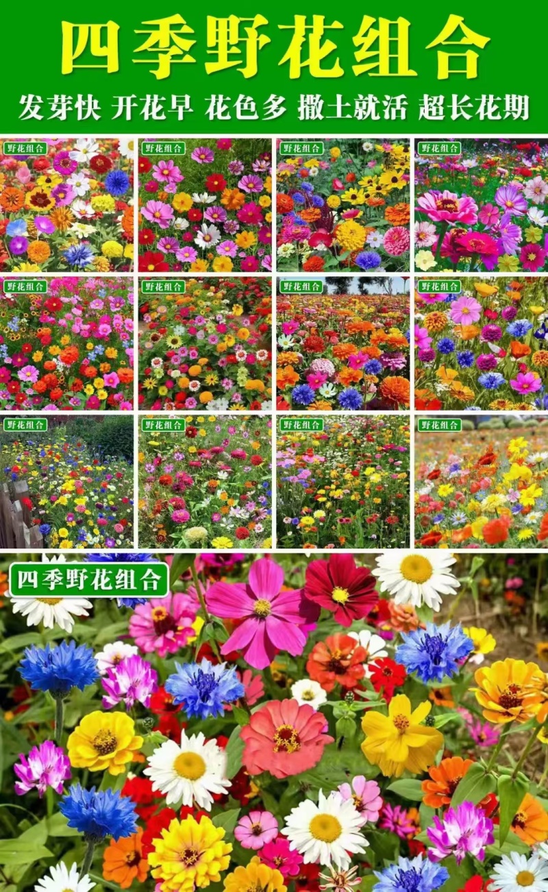 四季野花组合花种子四季播种室外花种籽阳台庭院花海庭院