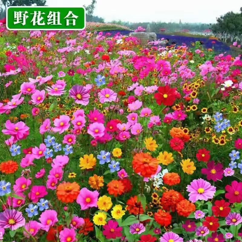 四季野花组合花种子四季播种室外花种籽阳台庭院花海庭院