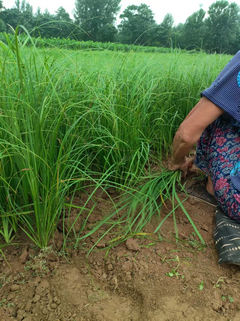 知母苗大量批发，一手货源，现要现挖，千亩基地，基地直发