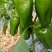 【推荐】山东青椒/太空椒/精品辣椒/大量供应/全国发货