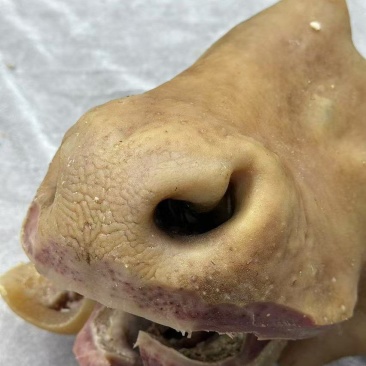牛拱嘴牛鼻子九九成熟