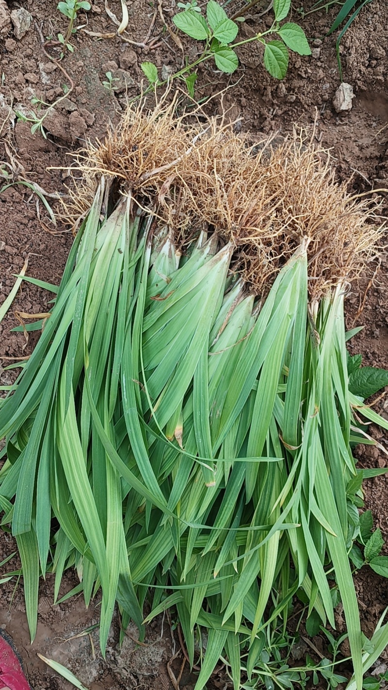 射干苗大量批发，品质优，数量多，现要现挖，全国发货。