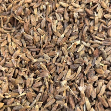 白术籽大量批发,质量好的很。火爆预定中