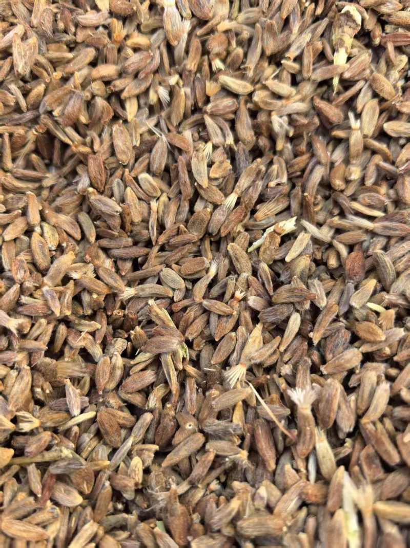 白术籽大量批发,质量好的很。火爆预定中