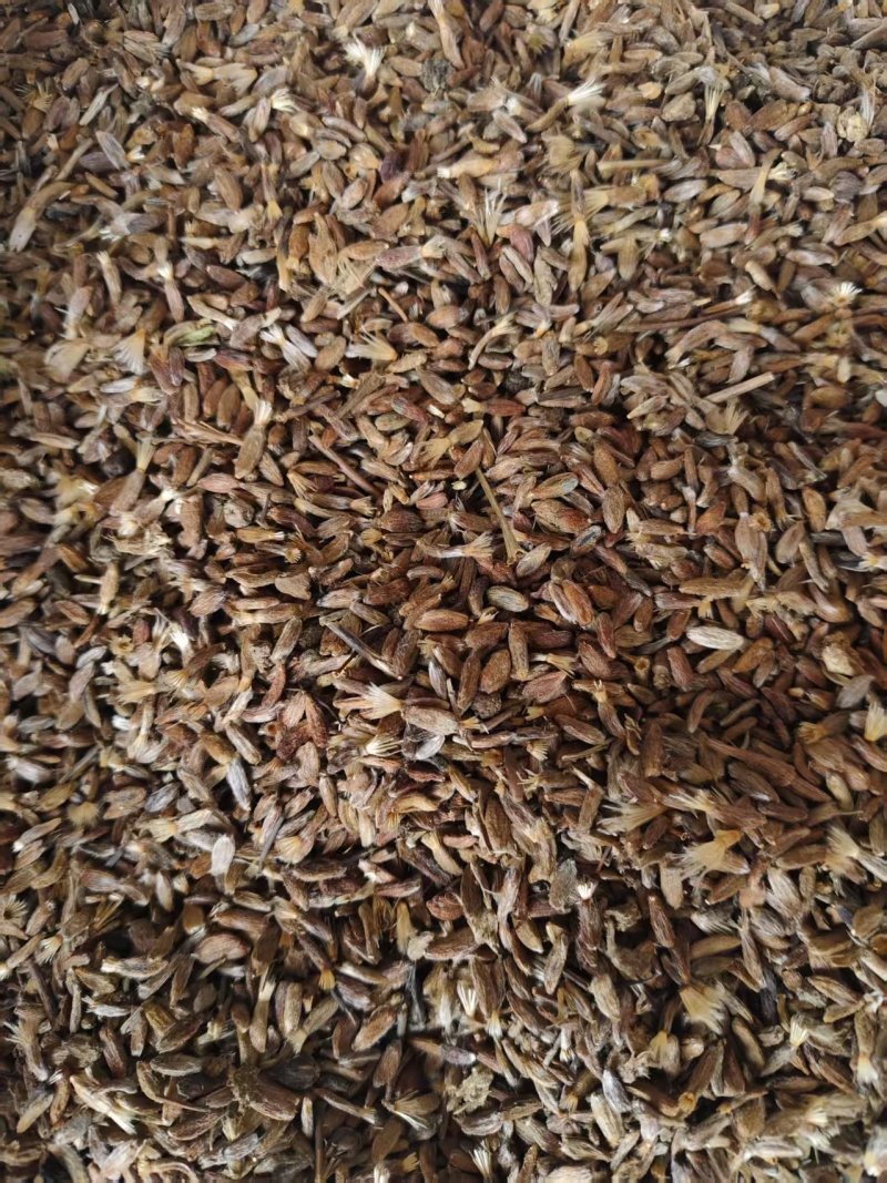白术籽大量批发,质量好的很。火爆预定中