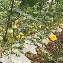 小南瓜还有10天就要上市了，欢迎各大巿场的老板过来合作，