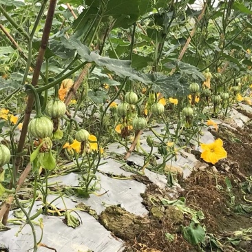 小南瓜还有10天就要上市了，欢迎各大巿场的老板过来合作，