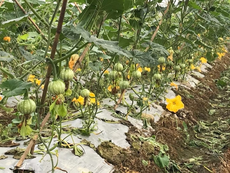 小南瓜还有10天就要上市了，欢迎各大巿场的老板过来合作，