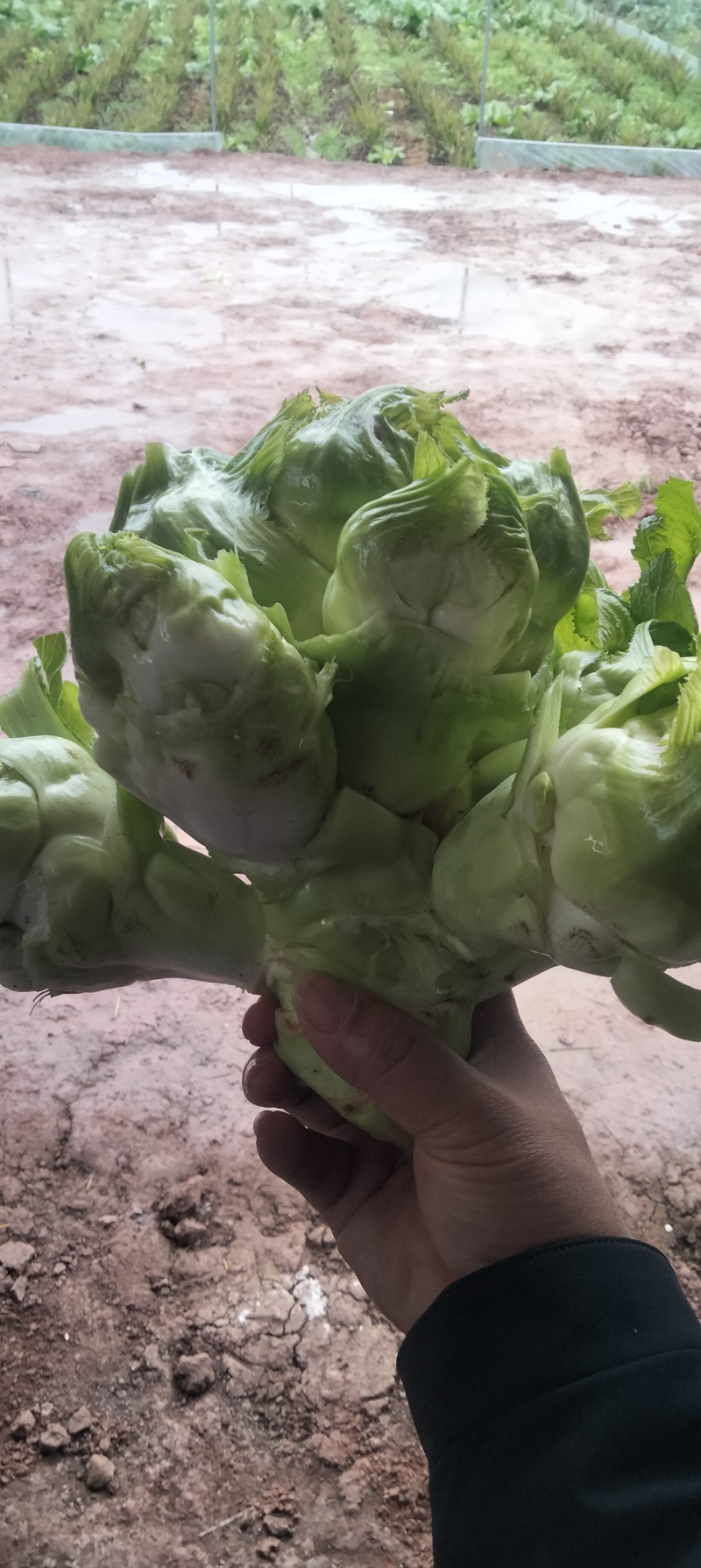 新鲜安岳儿菜，当地产地直供，品质保证！