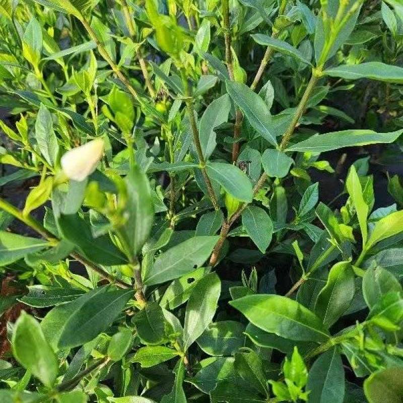 正宗高产药用黄桅子苗当年栽当年挂果易种易管