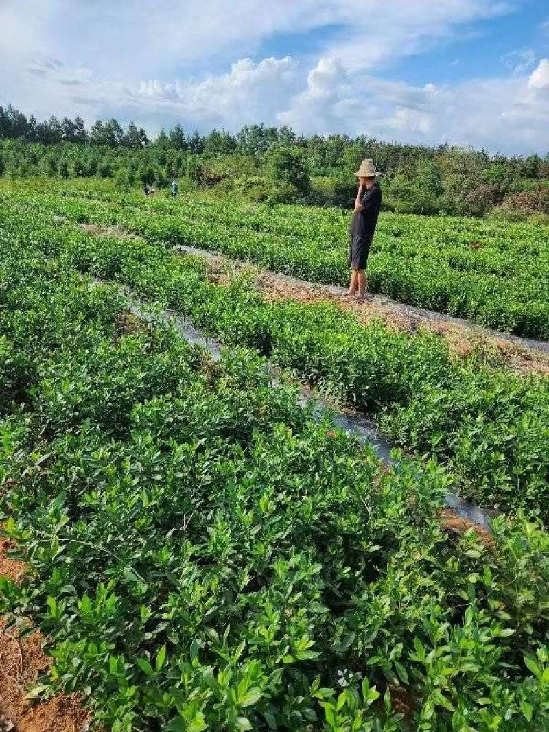 正宗高产药用黄桅子苗当年栽当年挂果易种易管